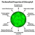 Useful properties of chlorophyll. The structure of chlorophyll. Vector illustration on isolated background.