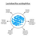 Useful properties of lactobacillus. Probiotic. Lactobacillus acidophilus. Infographics. Vector illustration on isolated