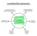 Useful properties of lactobacillus. Probiotic. Lactobacillus paracasei. Infographics. Vector illustration on isolated Royalty Free Stock Photo