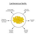 Useful properties of lactobacillus. Probiotic. Lactococcus lactis. Infographics. Vector illustration on isolated Royalty Free Stock Photo