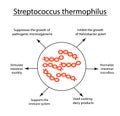 Useful properties Streptococcus thermophilus. Good intestinal microflora. probiotic, prebiotic. Infographics. Vector