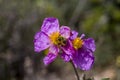 A useful shrub Cistus creticus, Cistus incanus and beetle Tropinota hirta close-up