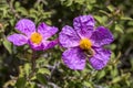 A useful shrub (Cistus creticus, Cistus incanus) and beetle (Tropinota hirta) close-up