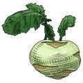 Useful vegetables. Kohlrabi on a white background. Detailed drawing by hand