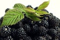 Useful vitamin berry: ripe blackberry, green raspberry leaf, close-up, light background, space for text Royalty Free Stock Photo