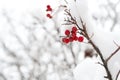 Useful for your health. Rowanberry twig in snow. winter berry. Berries of red ash. Winter background. Frosted red Royalty Free Stock Photo