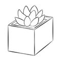 Suculent Plant on square vase black and white line art illustration