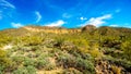 Usery Mountain Regional Park with is many Saguaro and Cholla Cacti under blue sky Royalty Free Stock Photo