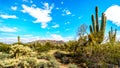 Usery Mountain Regional Park with is many Saguaro and Cholla Cacti under blue sky Royalty Free Stock Photo