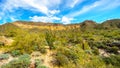 Usery Mountain in Usery Mountain Regional Park with is many Saguaro and Cholla Cacti under blue sky Royalty Free Stock Photo