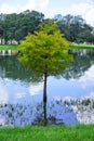 USF campus landscape: tree in water Royalty Free Stock Photo