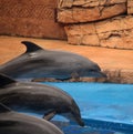 USHAKA MARINE WORLD, DURBAN, KWA-ZULU NATAL, SOUTH AFRICA - BOTTLENOSE DOLPHINS SAILING THROUGH THE AIR AT USHAKA Royalty Free Stock Photo