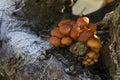 Mushrooms growing on a frozen tree