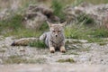 Ushuaia, Tierra del Fuego; Fox in Tierra del Fuego National Park Royalty Free Stock Photo