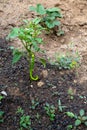 Using animal manure in the vegetable garden. At front section healthy green pepper plant with animal manure, other side strawberry