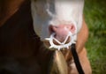 Using Anti-suckling Devices to Wean Beef Calves Royalty Free Stock Photo