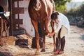 Using Bandage To Heal The Leg. Female Vet Examining Horse Outdoors At The Farm At Daytime