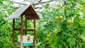 Using bees and other insects to pollinate tomato flowers inside a greenhouse at an organic farm. A house for bees in the garden to Royalty Free Stock Photo