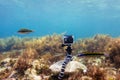 Using camera in waterproof box on a tripod to make photos and video from the bottom of the sea Royalty Free Stock Photo