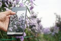 Using a cell phone to take pictures of flowers Royalty Free Stock Photo