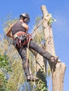 Using a chainsaw at a tree top Royalty Free Stock Photo