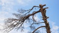 He is using a chainsaw and he is walking on a trunk. Man in a tree sawing him with a chainsaw Royalty Free Stock Photo