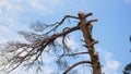 He is using a chainsaw and he is walking on a trunk. Man in a tree sawing him with a chainsaw Royalty Free Stock Photo