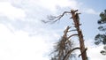 He is using a chainsaw and he is walking on a trunk. Man in a tree sawing him with a chainsaw Royalty Free Stock Photo