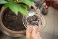 Using coffee ground as a fertilizer Royalty Free Stock Photo