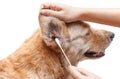 Clean dog`s ear Royalty Free Stock Photo
