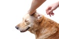 Clean dog`s ear Royalty Free Stock Photo