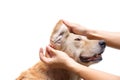 Clean dog`s ear Royalty Free Stock Photo