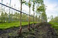 Using drip irrigation in a young apple tree garden Royalty Free Stock Photo