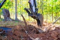 Using excavator, worker uproots trees in preparation for construction of a new building