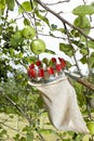Using fruit picking stick in apple orchard, close up Royalty Free Stock Photo
