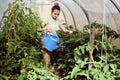 Using garden watering can to irrigate tomato seedlings in greenhouse, young woman in her 20s takes care of plants. Royalty Free Stock Photo