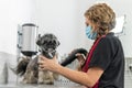 Using a hair dryer to care for a Shih Tzu puppy Royalty Free Stock Photo