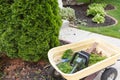 Using a hedge trimmer to trim Arborvitaes Royalty Free Stock Photo