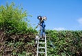 Using long reach trimmers on a hedge