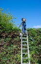 Using long reach trimmers on a hedge