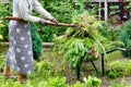 The farmer weeds the flower garden and with an old pitchfork removes the weeds, laying them on a garden wheelbarrow