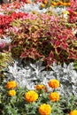 using an ornamental coleus plant to decorate a flower bed together with other flowering plants