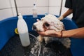 Using only professional shampoos for animals while washing them