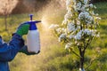 Using spray bottle with pesticide in orchard at springtime Royalty Free Stock Photo