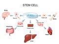 Using stem cells to treat disease Royalty Free Stock Photo