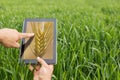 Using tablet on wheat field. Modern Agriculture. Wheat futures c