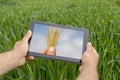 Using tablet on wheat field. Modern Agriculture. Wheat futures c