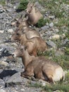 A line up of mountain goats.