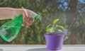 Using a watering can to spray water on the seedlings in the flowerpot