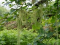 Usnea articulata, beard lichen hanging off tree, Dartmoor, England. Aka string of sausage lichen.